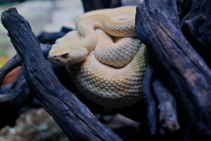 Ile kosztuje wąż zbożowy albinos