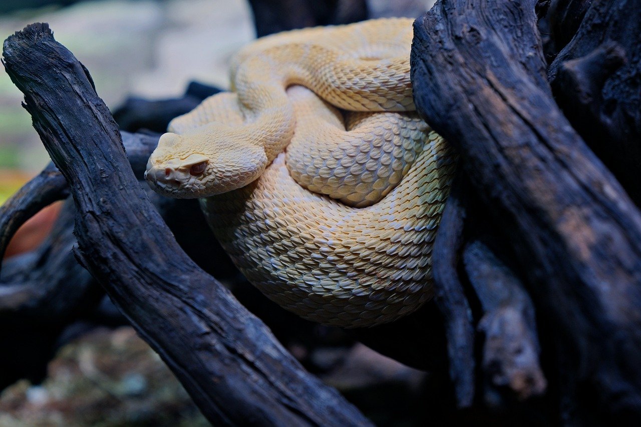 Ile kosztuje wąż zbożowy albinos