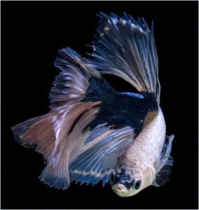 Pstrąg jak oczyścić