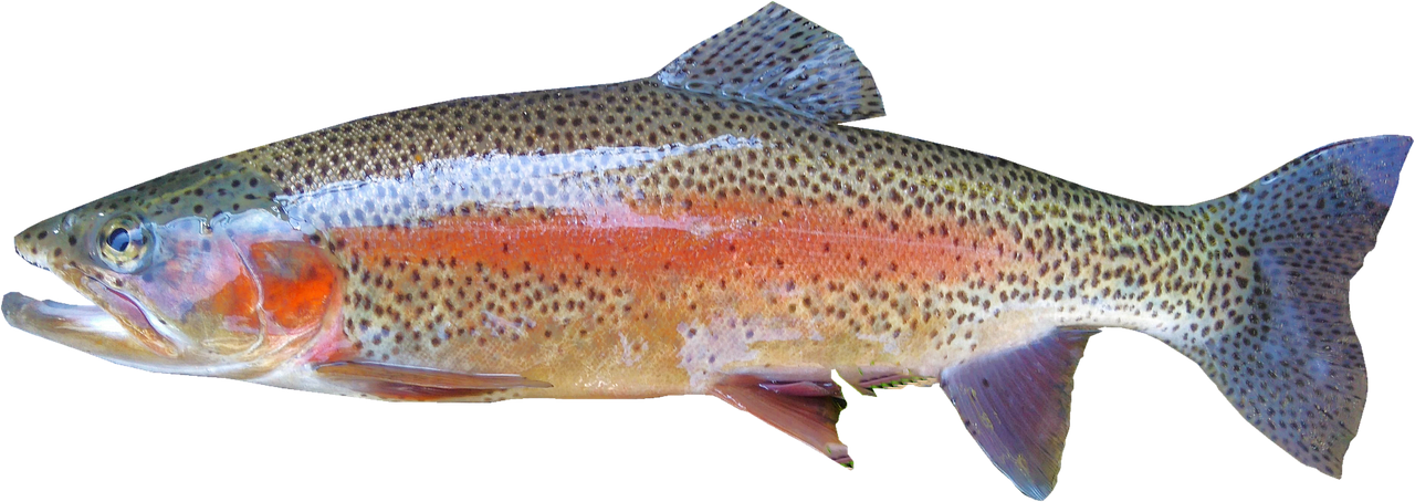 Pstrąg na grilla jak przygotować