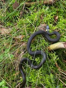 Zaskroniec czy jest jadowity