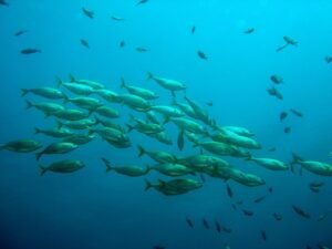 Pstrąg w rękawie jak długo piec