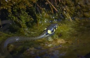 Zaskroniec zwyczajny czy jest jadowity