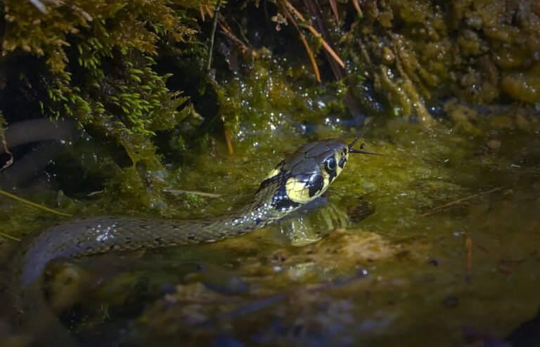 Zaskroniec zwyczajny czy jest jadowity