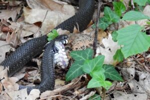 Czy zaskroniec jest pod ochroną