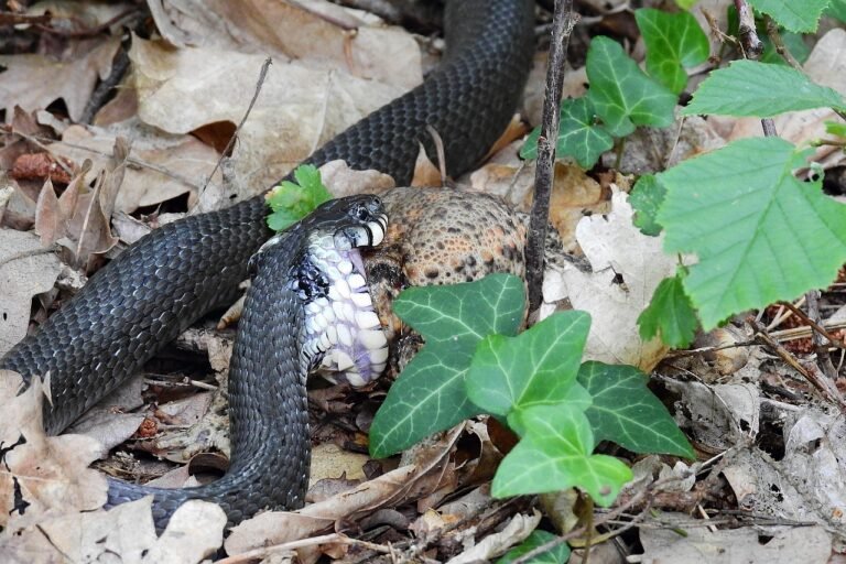 Czy zaskroniec jest pod ochroną