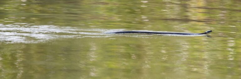 Ile zaskroniec wytrzyma pod wodą