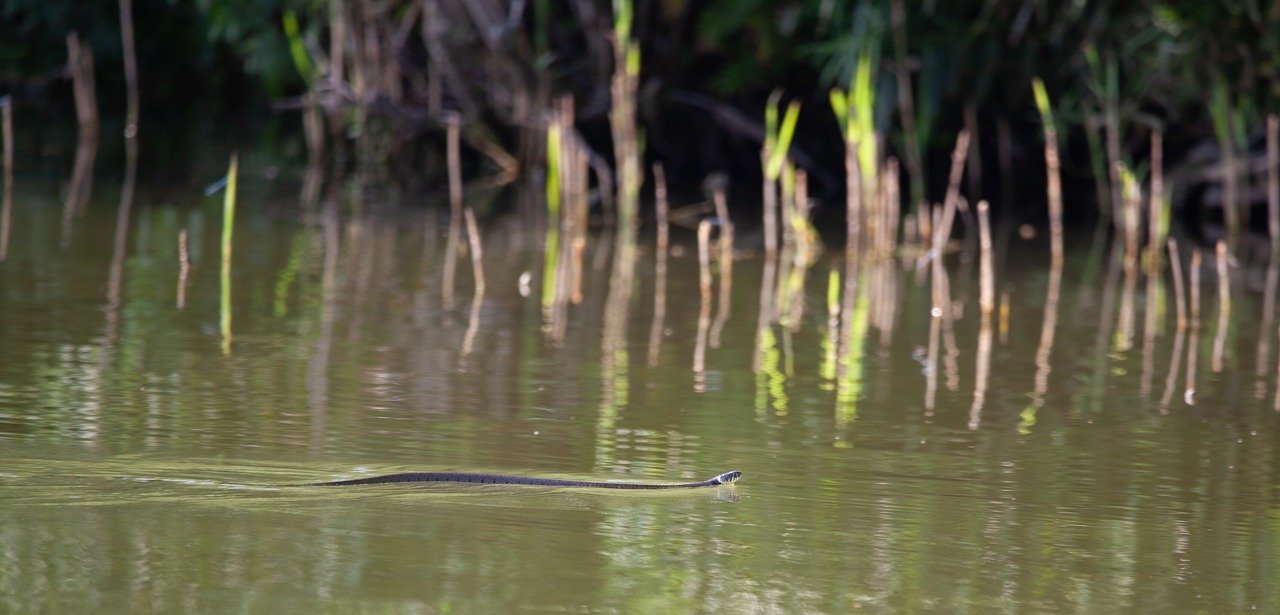 Gdzie żyje zaskroniec